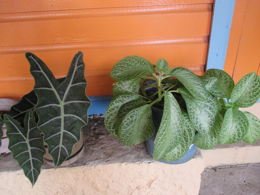 Hotel Flemming Tree Providencia Island Bagian luar foto